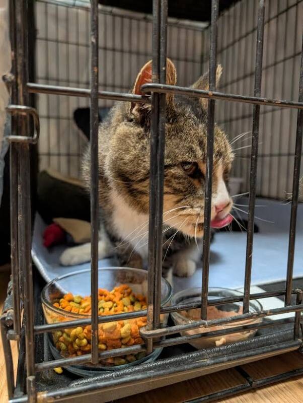 Picture of the Animal Listed